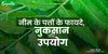 नीम के पत्तों के फायदे, नुकसान और उपयोग - Neem Leaves Benefits, Uses and Side Effects in Hindi