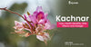 Kachnar: Uses, Health Benefits & Side Effects
